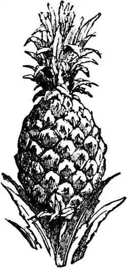 SFR b+w - pine-apple.jpg