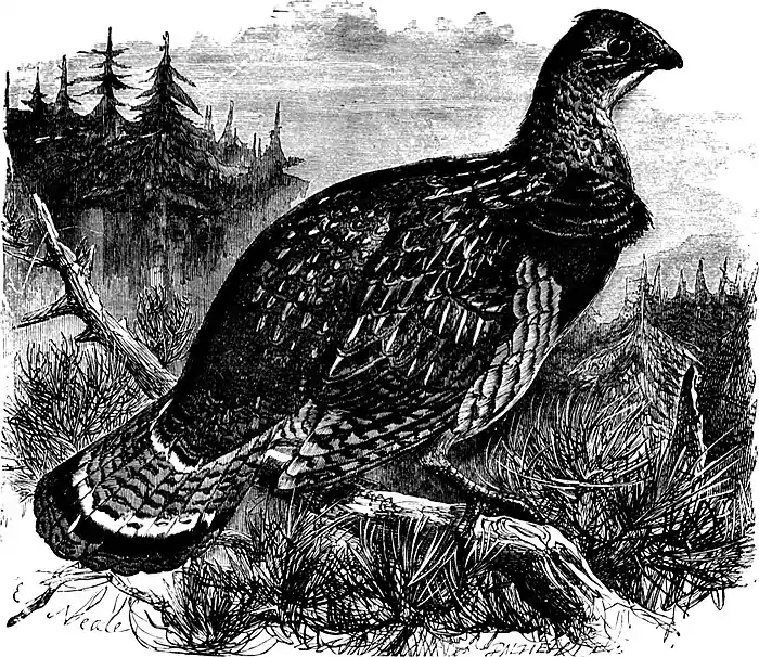 SFR b+w - ruffed grouse.jpg