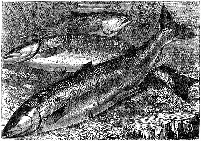 SFR b+w - salmon.jpg