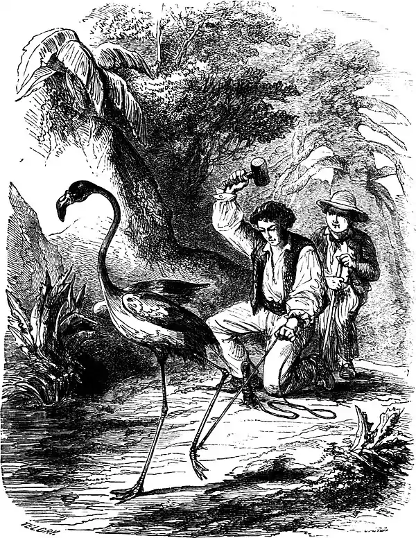 SFR b+w - securing the flamingo.jpg