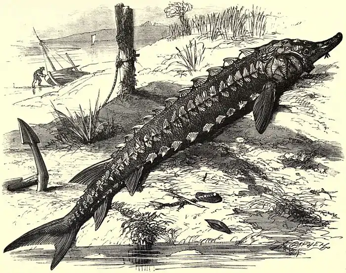 SFR b+w - sturgeon.jpg