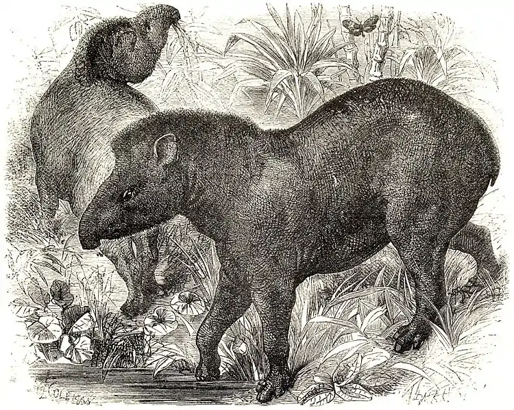 SFR b+w - tapir.jpg