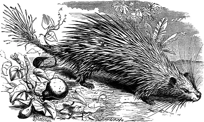 SFR b+w - tuft-tailed porcupine.jpg