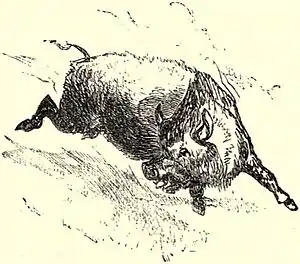 SFR b+w - wild boar.jpg