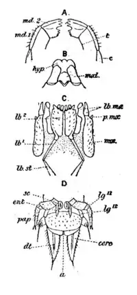 Scolopendrella EB1911.png