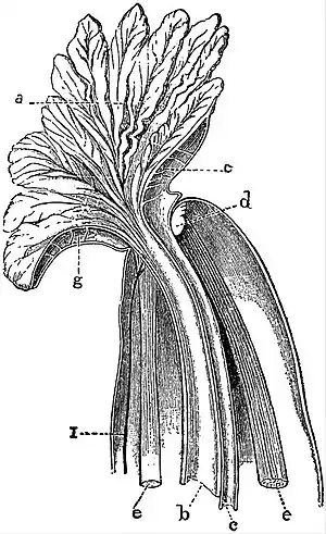 Sipunculoidea - Sipunculus nudus (2).jpg