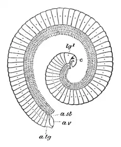 Spirostreptus vittatus EB1911.png