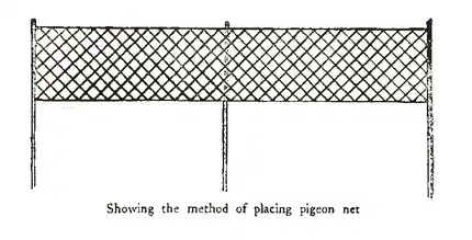 The Passenger Pigeon - Mershon (p121 cropped).png