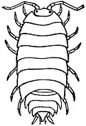 Wood-louse.jpg