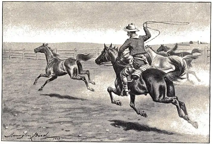 Mounted cowboy lassoing horses (as required)