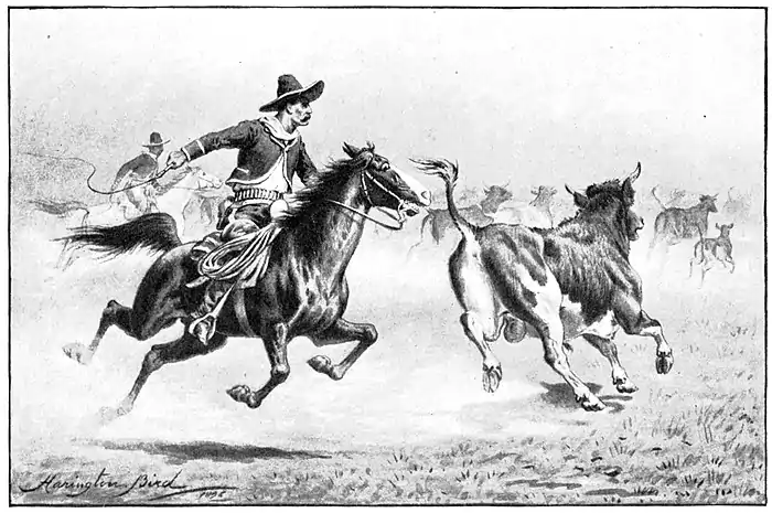 Man with whip on horse chasing steer