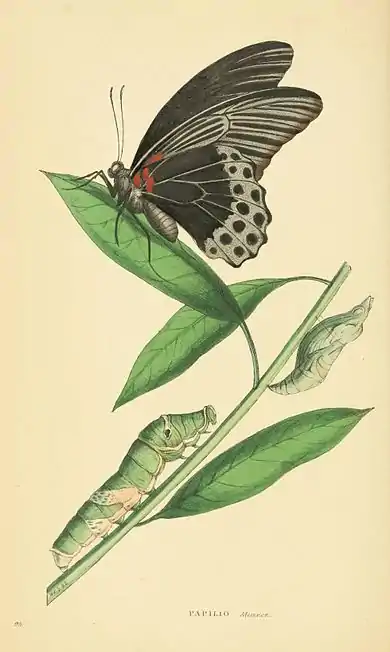 Plate 95.