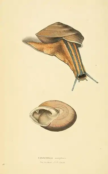 Plate 96.