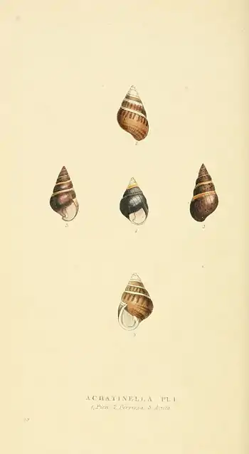 Plate 99.