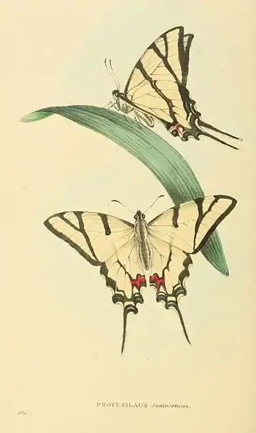 Plate 104.