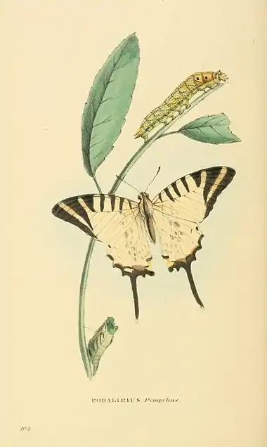 Plate 105.