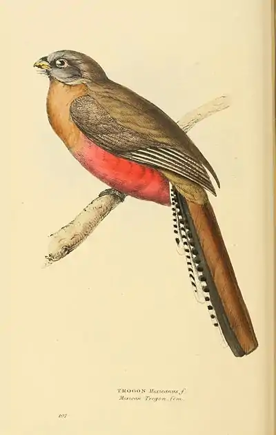 Plate 107.