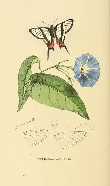 Plate 111.