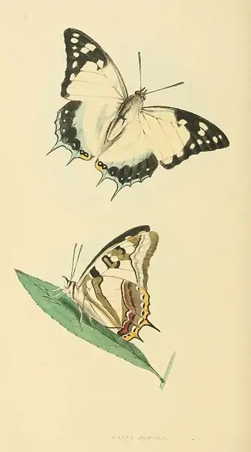 Plate 114.