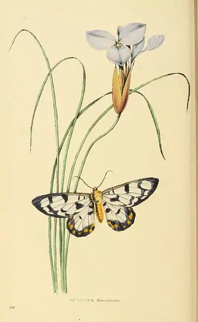 Plate 116.