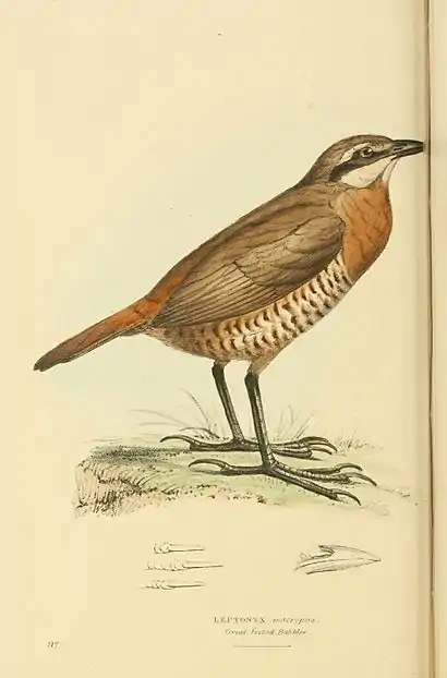 Plate 117.