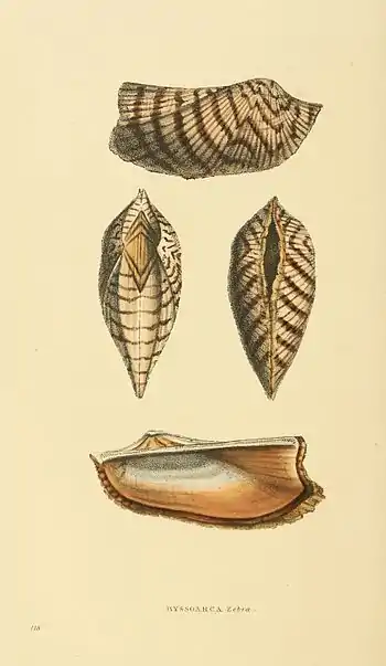 Plate 118.