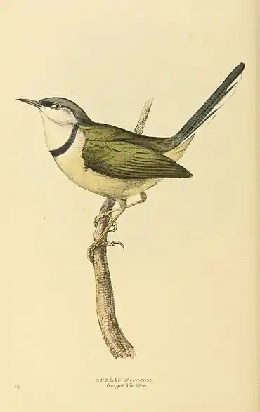 Plate 119.