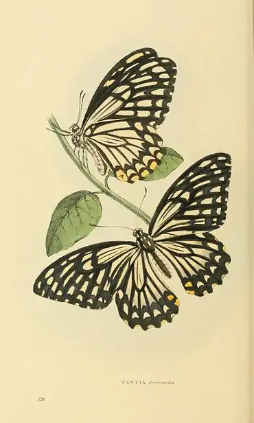 Plate 120.