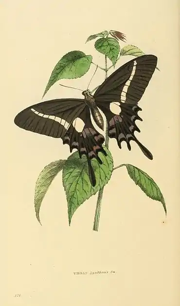 Plate 121.