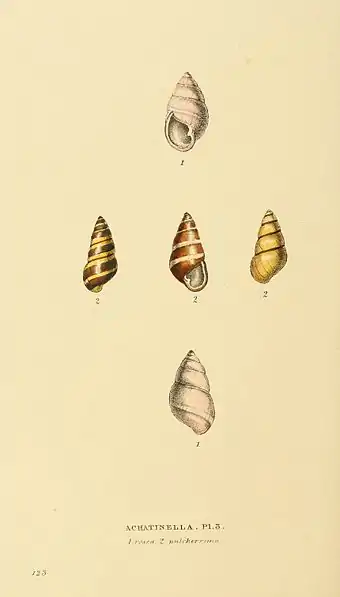 Plate 123.