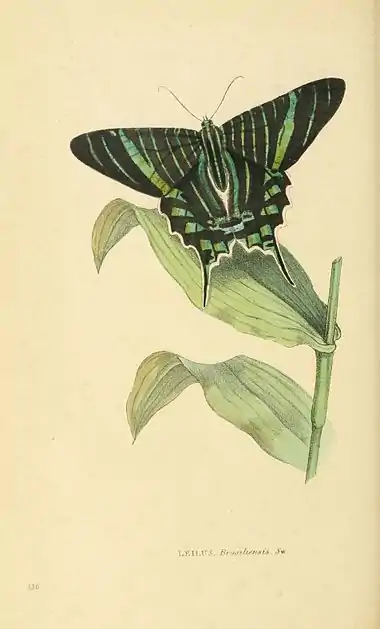 Plate 126.