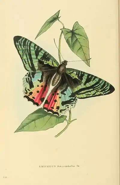 Plate 131.