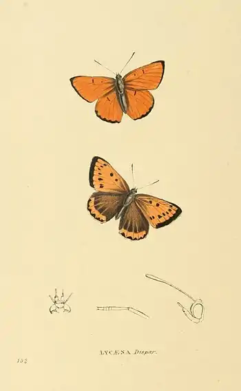 Plate 132.