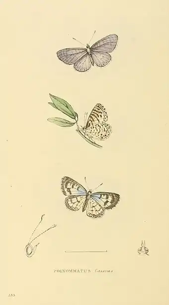 Plate 133.