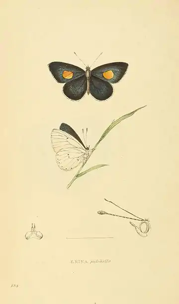 Plate 134.