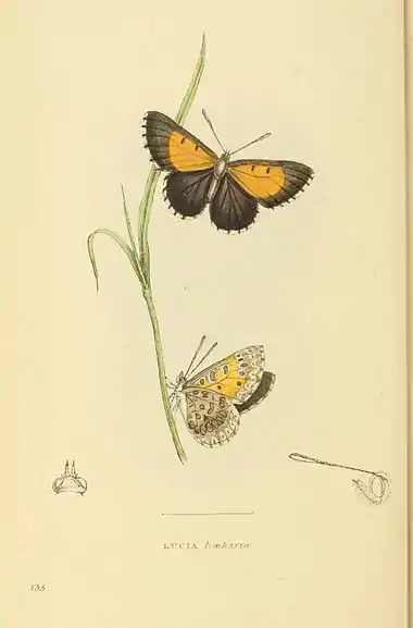 Plate 135.