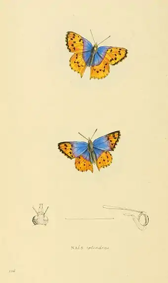 Plate 136.