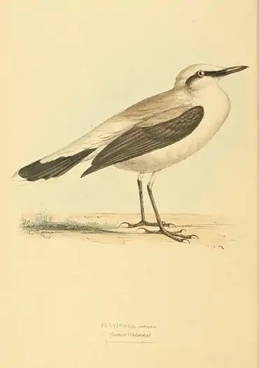 Plate 46.