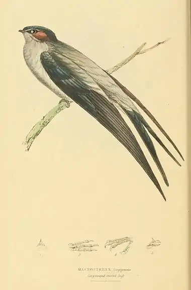 Plate 47.