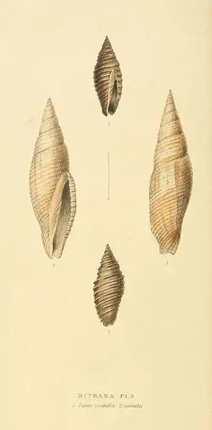 Plate 50.