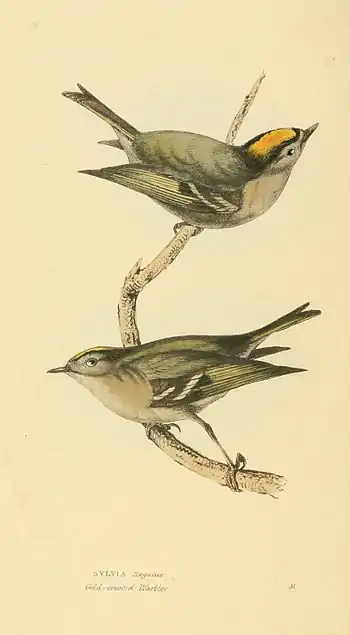 Plate 51.