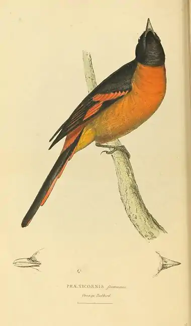 Plate 52.