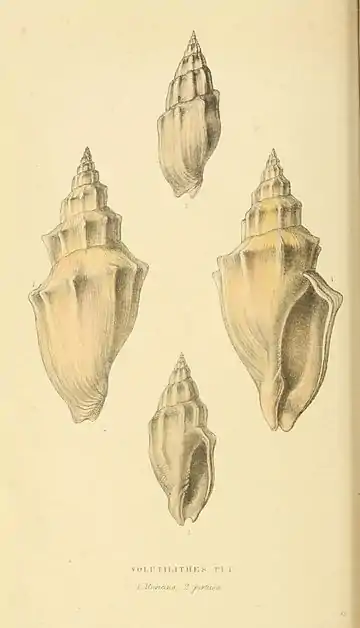 Plate 53.