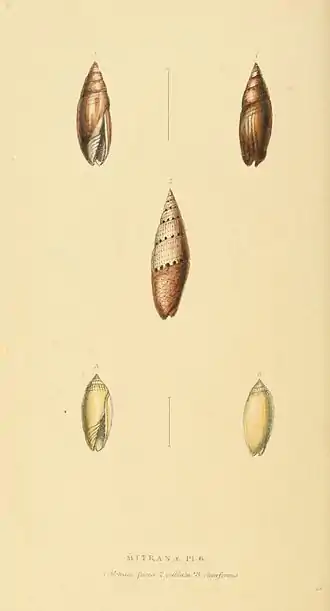 Plate 54.