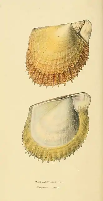 Plate 55.