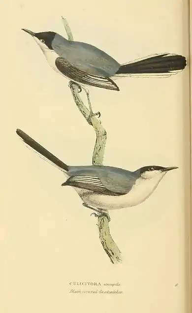 Plate 57.