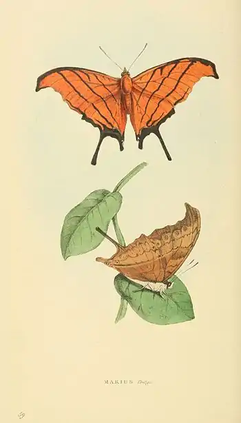 Plate 59.