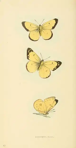 Plate 60.