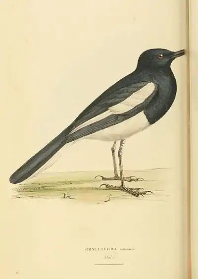 Plate 61.