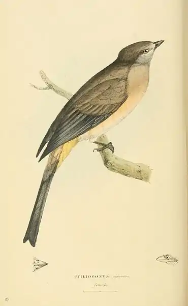 Plate 62.